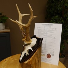 Corna di Cervo Medaillenklasse