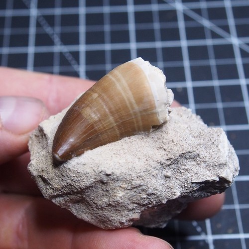 Dente mosasauro fossile - mosasauro,