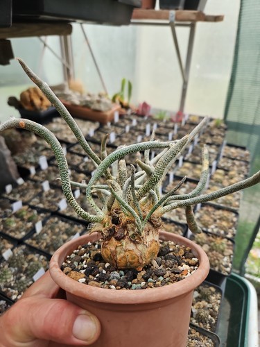 Astrophytum/Digitostigma
