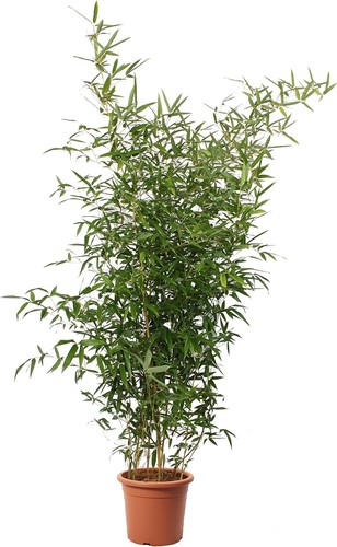 Bambusa spectabilis bamboo - bambusa,