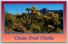 Catena Frutta Cholla Arizona