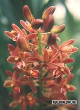 Cymbidium Floribundum – 10