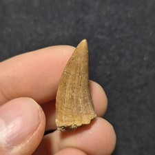 Dente Fossile di Mosasauro -