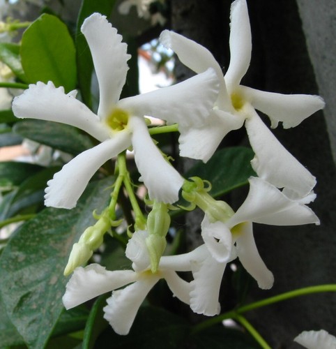 Piante falso gelsomino - piante, di