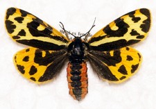 🦋 Wood Tiger Moth (Arctia plantaginis) – Authentic British Specimen