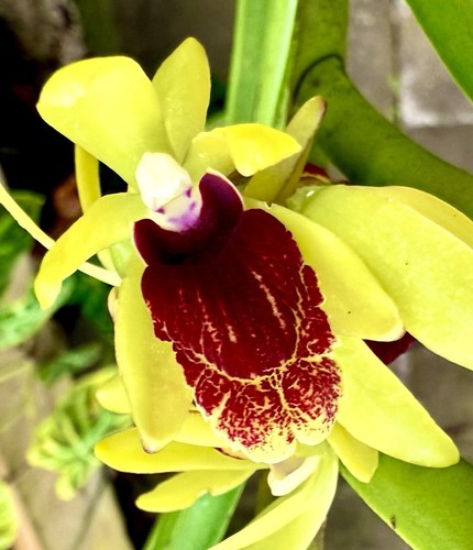 Luisia thailandica ibrida - , new