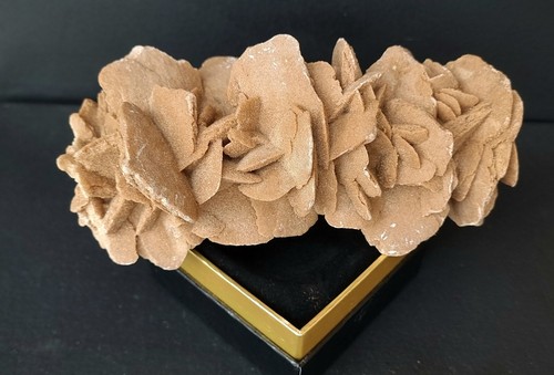 Rosa del deserto - la, “”-il