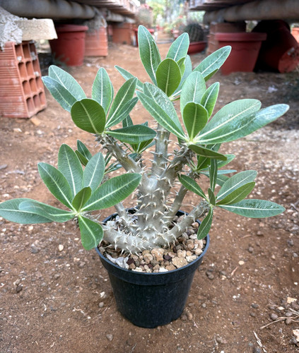 Pachypodium horembense - pachypodium,