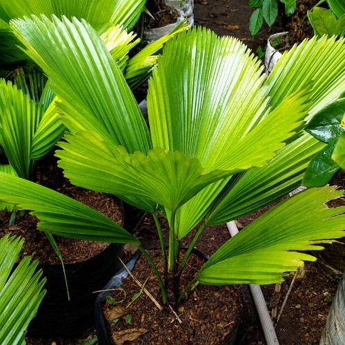 Rara pianta licuala grandis - rara,