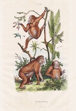 Simia Satyrus Orang-Utans Scimmie Di Incisione Acciaio Guerin-Meneville 1838