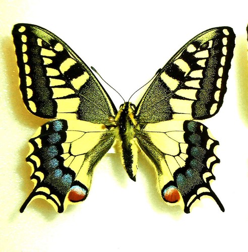 Papilio machaon - papilio,