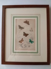 stampa antica Con Farfalle Ottocentesca