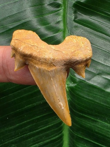 Dente serratolamna aschersoni - dente,