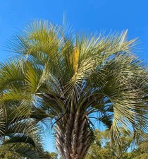 Butia capitata -  - Palma da