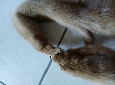 Volpe: 2 Volpi Insieme Per