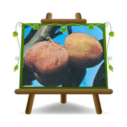 Susino nano precoce pianta - pianta, da