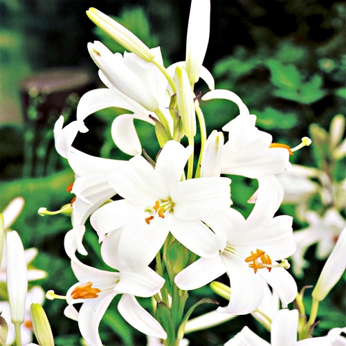 Bulbi fiori cipolle - bulbi,