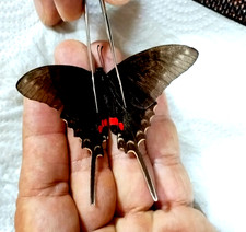 euritide filolao aberrazione