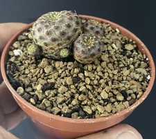 Cactus Sulcorebutia Rauschii