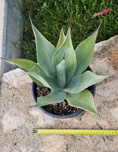 Agave weberi negletta pianta - agave, weberi/negletta.