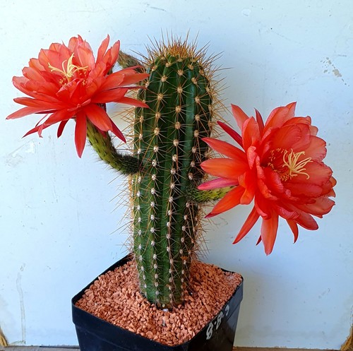 Vecchio cereus ibrido - vecchio, t-cereus