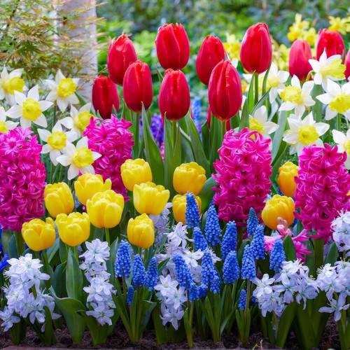 Bulbi fiori misti - bulbi, di