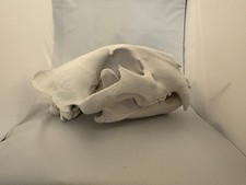 Replica animal skull Tiger Full Size ornament Taxidermy