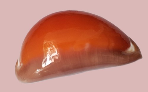 Base scura cypraea aurantium - base,