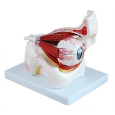 Ingrandimento occhi orbitale