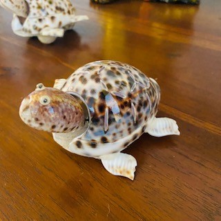 Tartaruga con testa oscillante