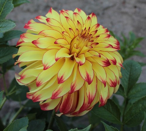 Gioielli dalie fiore - o,