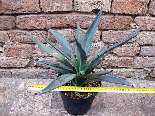 Agave macroacantha cm - agave, 40