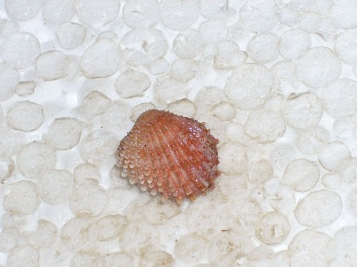 Centrocardiata aculeata - centrocardiata,