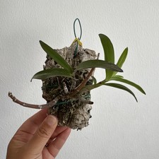 Dendrobium Berry Oda In Zattera