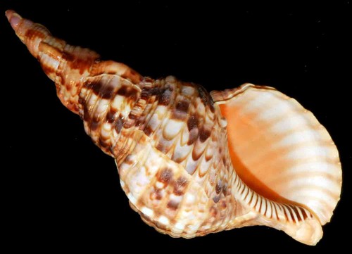 Charonia tritonis 21 - charonia,