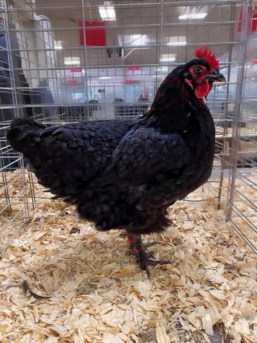 Black copper marans hatching - *black,