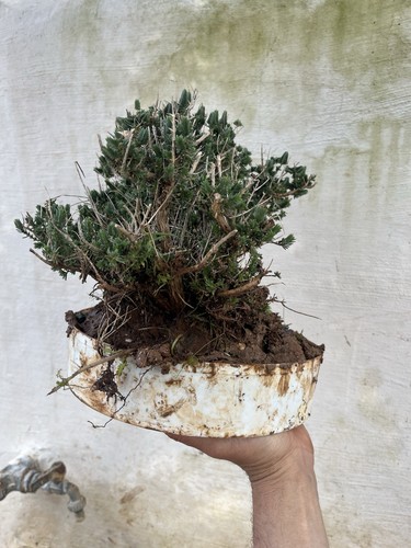 Bonsai timo macchia - ,,
