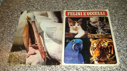 Album felini uccelli - felini, e