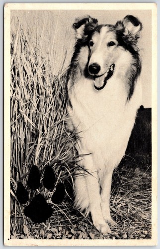 Campbell soup lassie collie - soup,