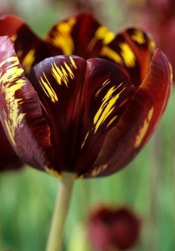 Tulipano importato olanda - tulipano,