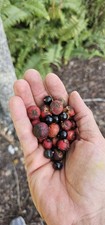 Aiphanes minima 50 Seeds Macaw