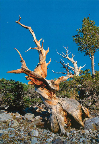 Great basin national park - basin,