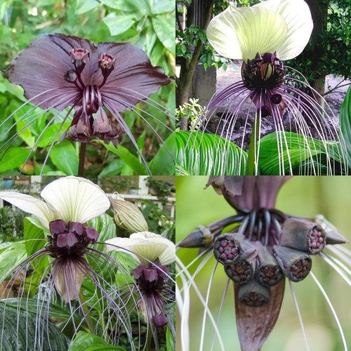Collezione semi tacca - tacca, (tacca