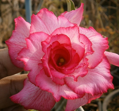 Rosa del deserto adenium - deserto,