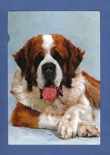 Cane cani dog - dog, san