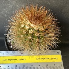 Pianta di piantina Melocactus