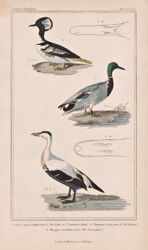 Eiderente eider duck anatre - eiderente,