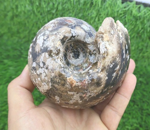 Fagesia ammonite fossile dal - fagesia,
