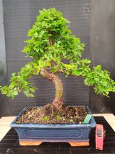 Bonsai olmo cinese - cinese, cm