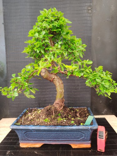 Bonsai olmo cinese 52 - ,